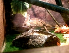 Chamaeleo calyptratus