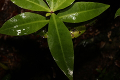 Myrsine subsessilis