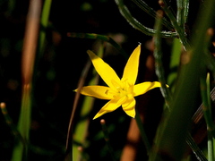 Hypoxis hygrometrica