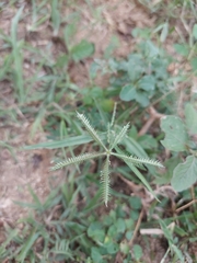Dactyloctenium aegyptium