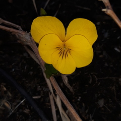 Viola xanthopetala