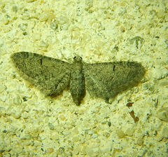 Eupithecia ultimaria