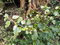 Coprosma tenuifolia