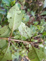 Coprosma tenuifolia