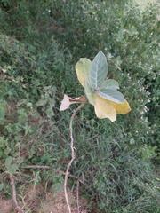 Calotropis gigantea