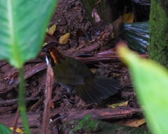 Arremon brunneinucha