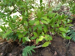 Phyllocladus alpinus