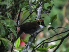 Arremon brunneinucha