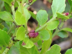 Phyllocladus alpinus