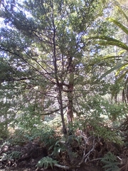 Phyllocladus alpinus