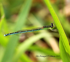 Agriocnemis lacteola