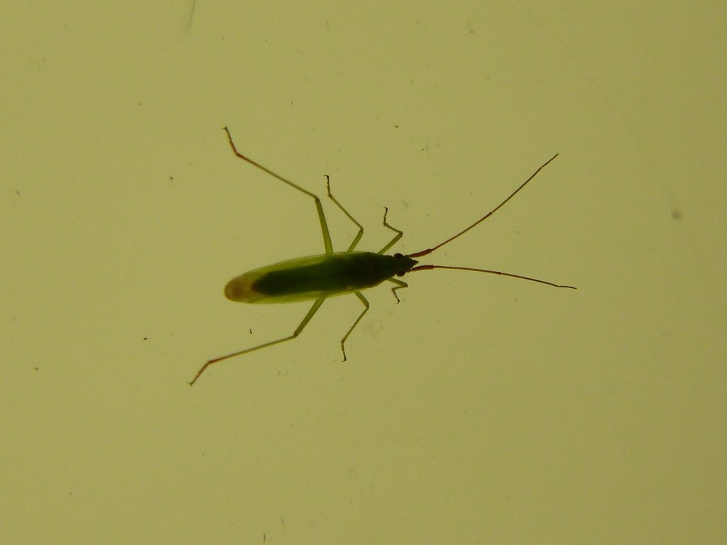 Trigonotylus ruficornis