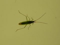 Trigonotylus ruficornis