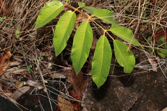 Canarium australianum