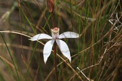 Caladenia gracilis
