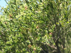 Melaleuca ericifolia