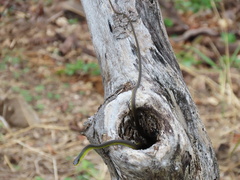 Dendrelaphis punctulatus