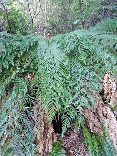 golden × stumpy tree fern (Dicksonia fibrosa)
