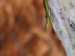 Dendrelaphis punctulatus