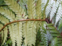 Dicksonia fibrosa x d lanata