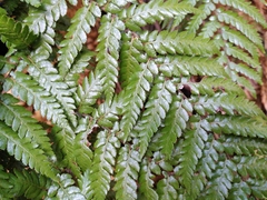 Dicksonia fibrosa x d lanata