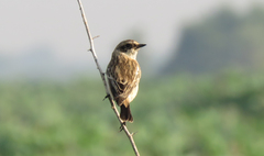 Saxicola maurus