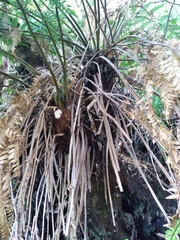 Dicksonia fibrosa x d lanata
