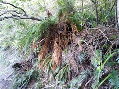 Dicksonia fibrosa x d lanata