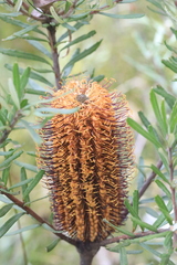 Banksia neoanglica