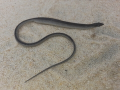 Javelin Lizard photo 2