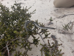 Javelin Lizard photo 3