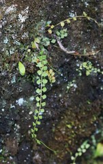Asplenium flabellifolium