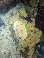 Diaulula sandiegensis