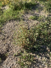 Euphorbia polycarpa