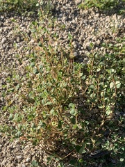 Euphorbia polycarpa