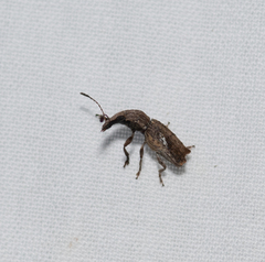 Genethila retusa