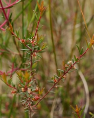 Micrantheum ericoides