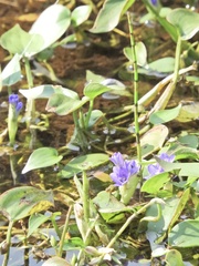 Pontederia vaginalis