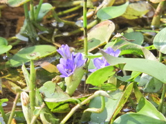 Pontederia vaginalis