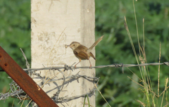 Prinia