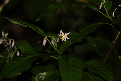 Solanum viridifolium observed 2022-10-06