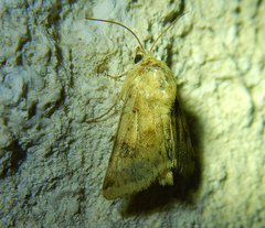 Heliothis viriplaca