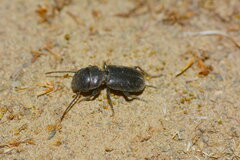 Dixus semicylindricus