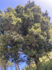 Prumnopitys ferruginea