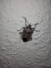 Halyomorpha halys