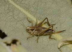 Tettigoniinae