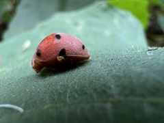 Epilachna maculicollis