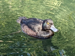 Aythya novaeseelandiae