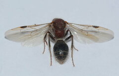Pseudophotopsis