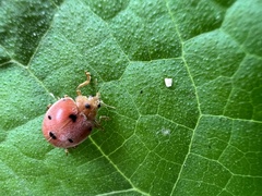 Epilachna maculicollis